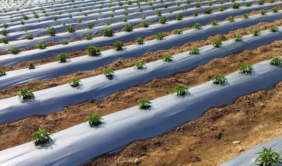 Mulch Films