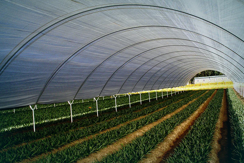Greenhouse Films